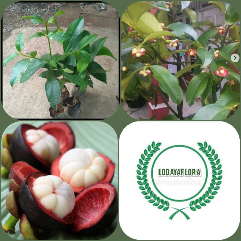 bibit tanaman buah manggis/pohon buah manggis