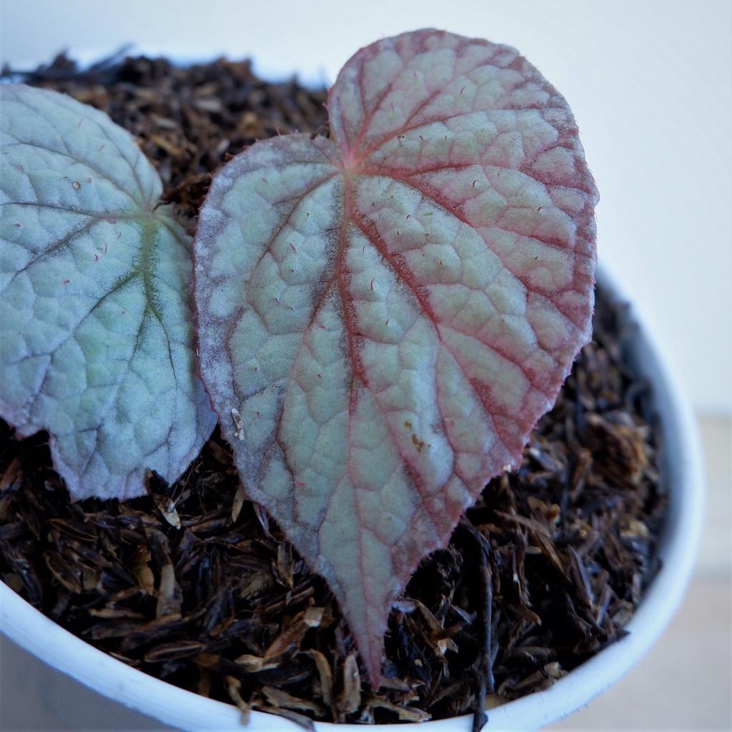 Begonia Silver - Tanaman Daun