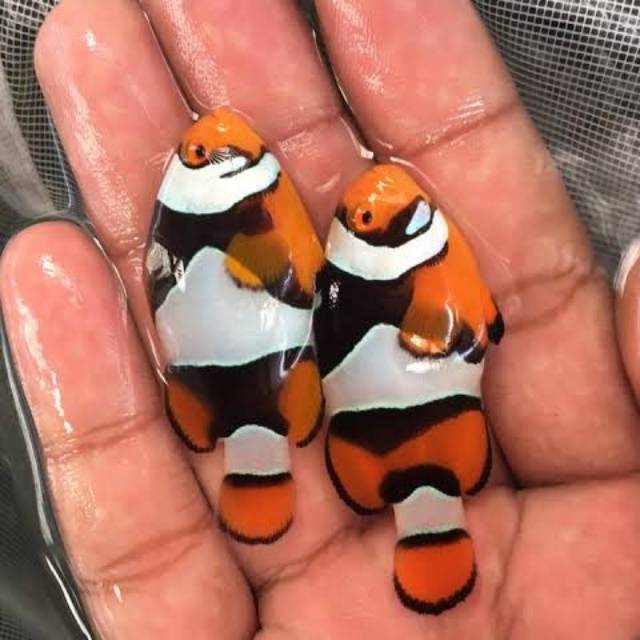 5800 Kolase Ikan Nemo Terbaru