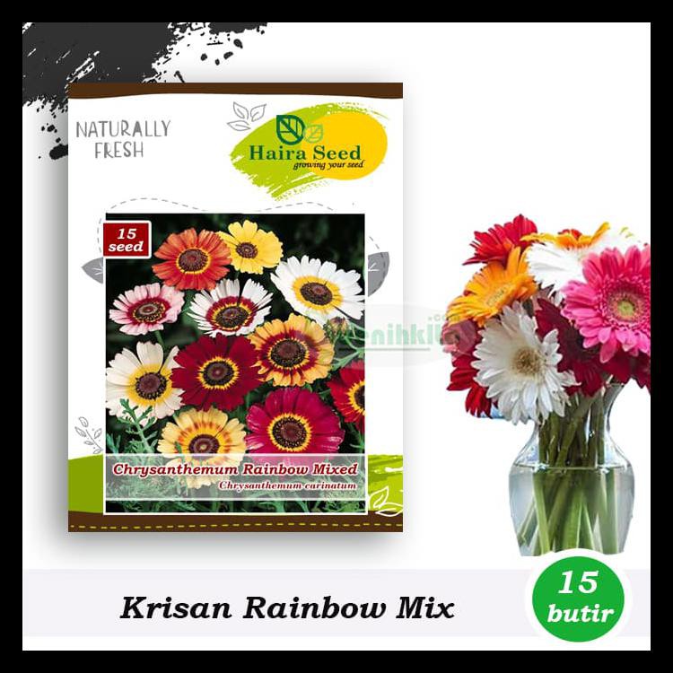 Benih-Bibit Bunga Krisan Rainbow Mix (Haira Seed)