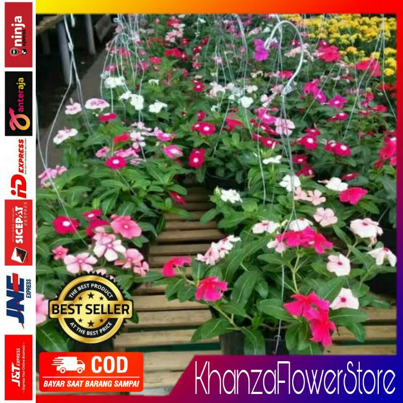 Tanaman hias bunga vinca/vinca juntai/vinca gantung/tapak dara