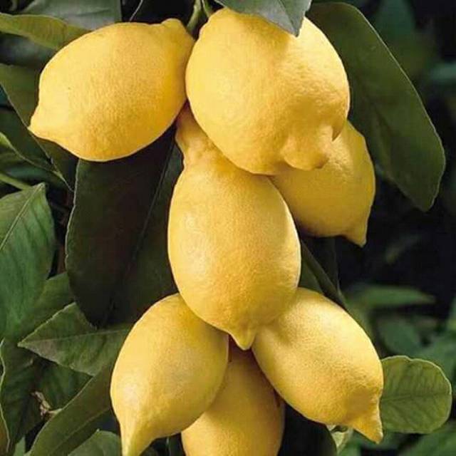

Lemon california