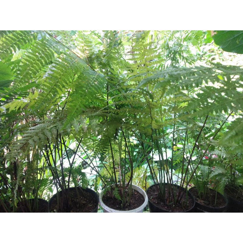 Tanaman hias pakis hutan/ Tumbuhan paku