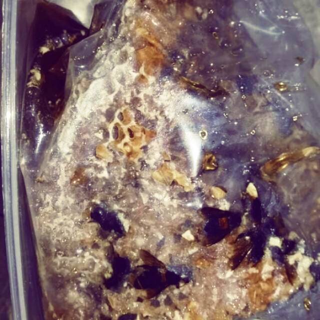

Madu sarang Dorsata madu hutan alami 500 gr