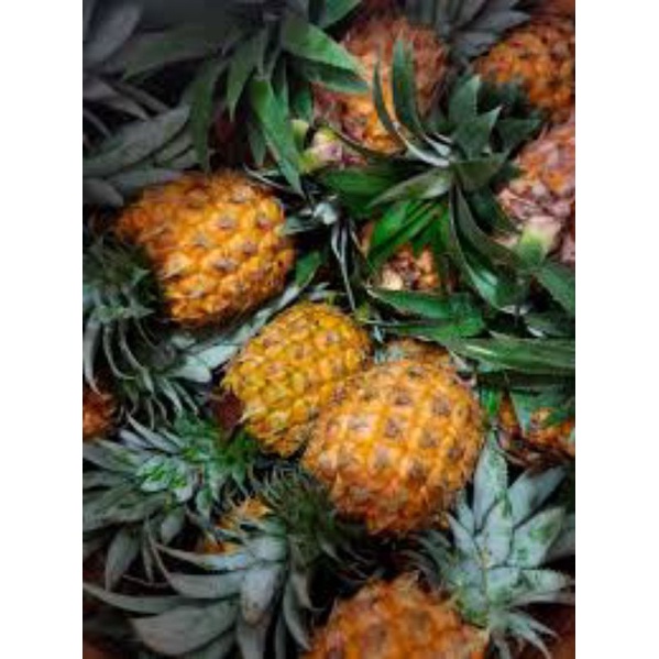 

Nanas madu / nanas madu manis _ 1 buah