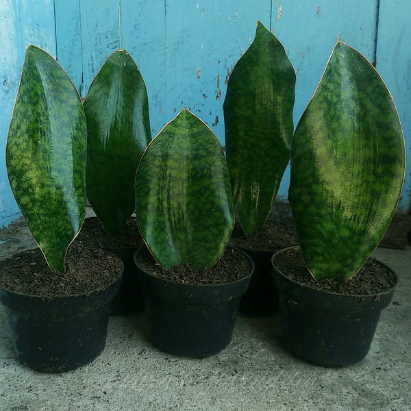 Sansevieria mansoniana Giant - Sansivera centong - lidah mertua centong - Sansivera - sansevieriaa