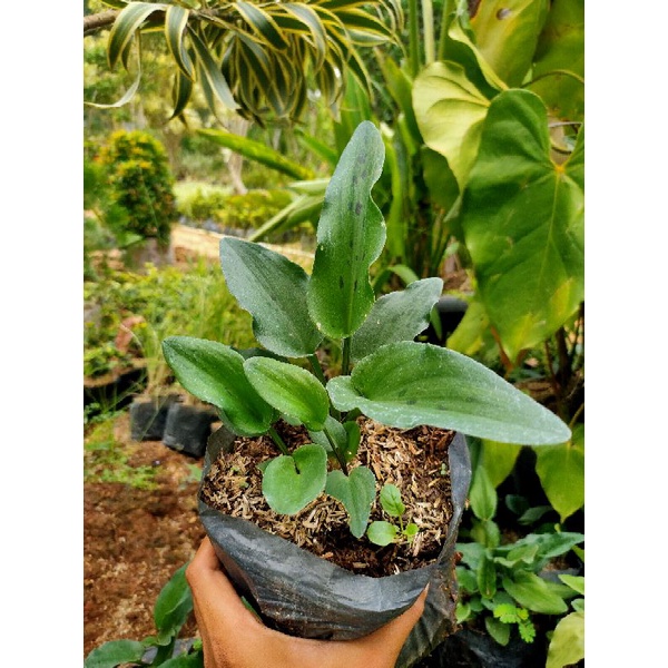 Tanaman Hias Philodendron Katak | Lidah Katak