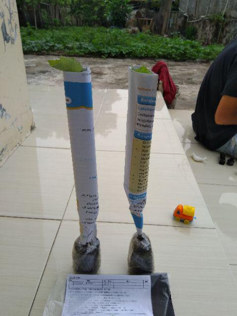 Tanaman Anggur Merah