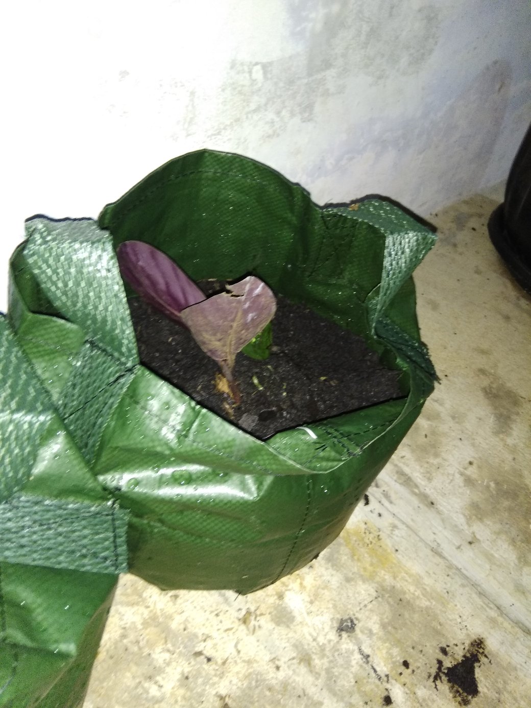 Tanaman Hias Spesial Paket Calathea - Kalatea Silverplat,gr.lipstik,ornata,makoyana