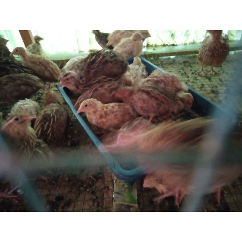 burung puyuh betina - puyuh petelur