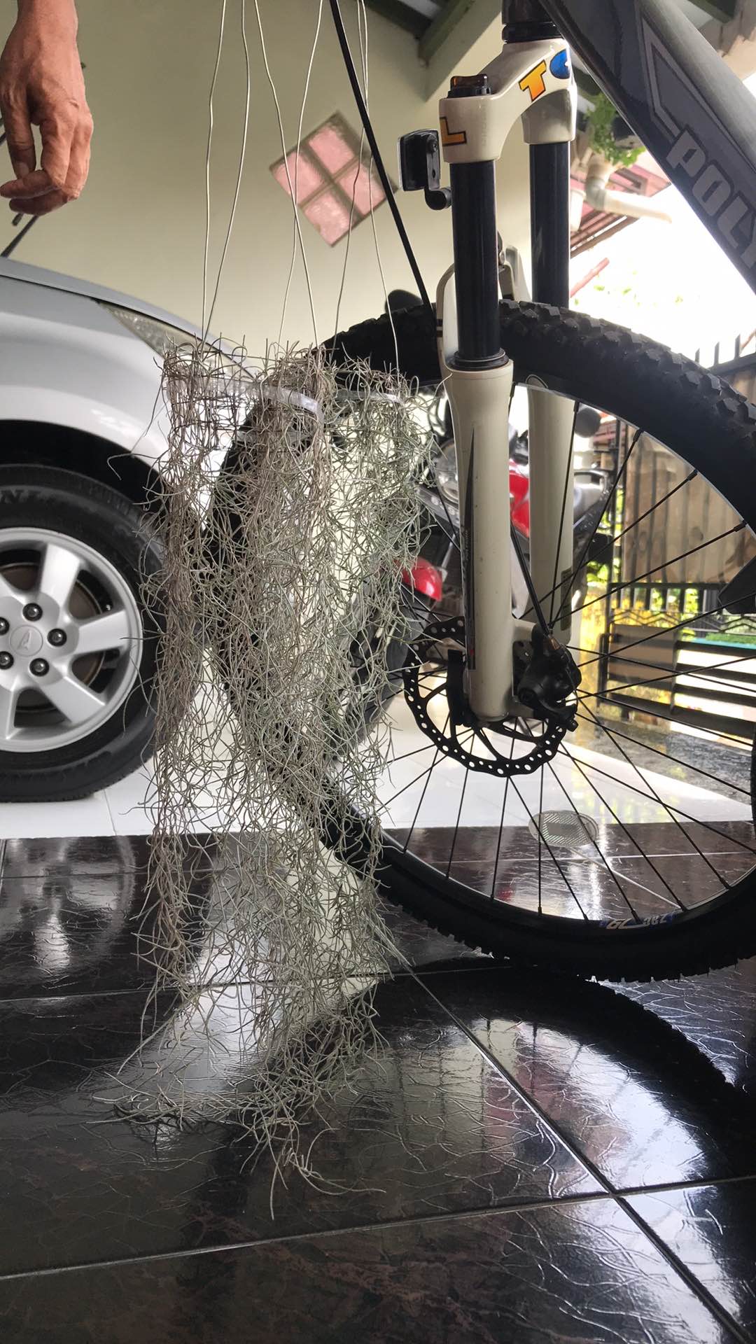 Tanaman Jenggot Musa Thilandsia Spanish Moss