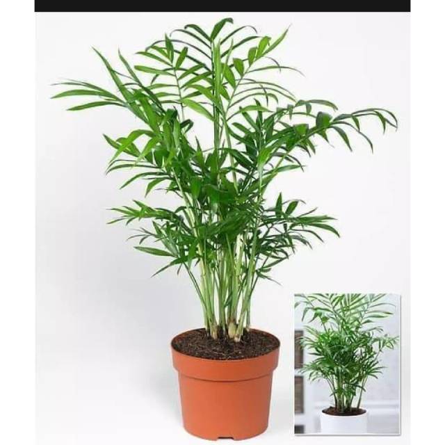 Tanaman Hias palem Komodoria-Palem Komodoria Cantik