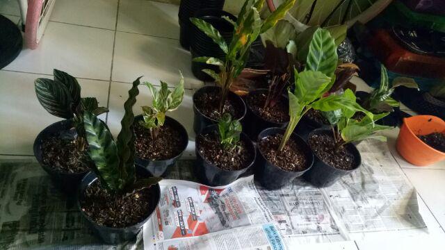 Paket 6 Jenis Calathea
