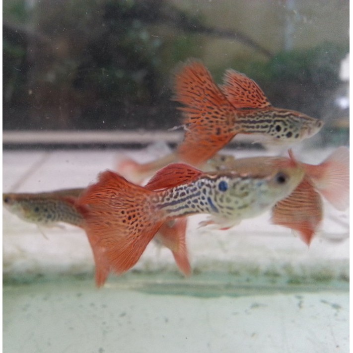 guppy red lace perekor