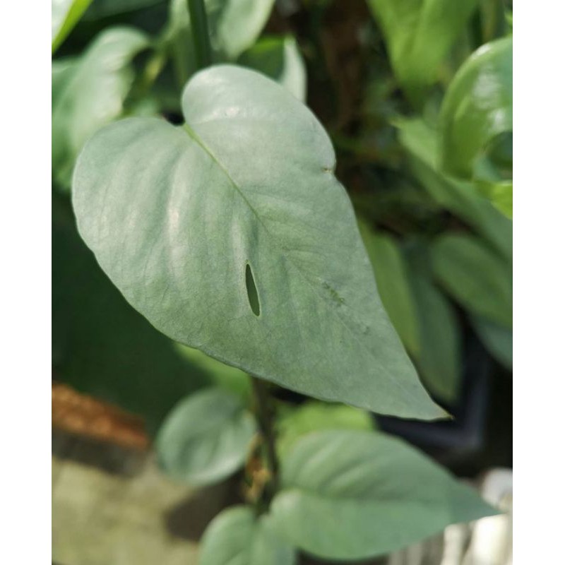 epipremnum cebu blue