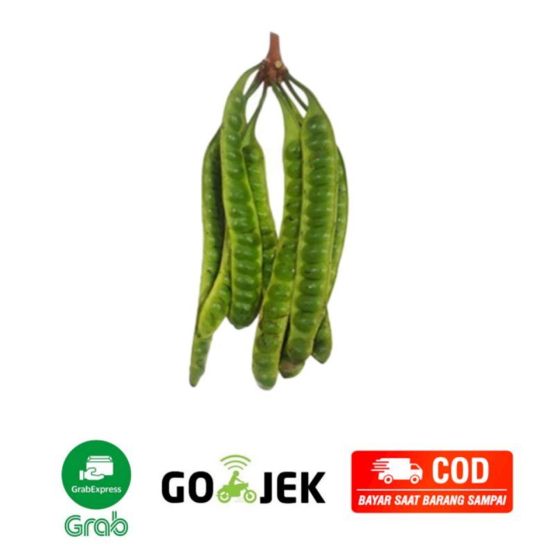 

Petai Fresh 1 Papan - Wiranilo Padang