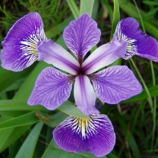 Paket Bunga Iris Airish Bibit Tanaman Hias Bunga Shopee Indonesia