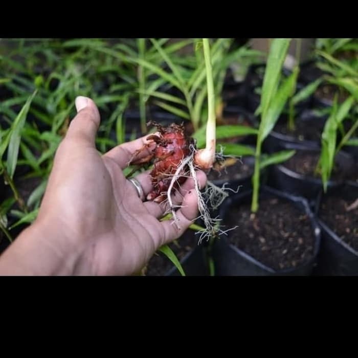 bibit jahe merah super - pohon jahe - jahe merah