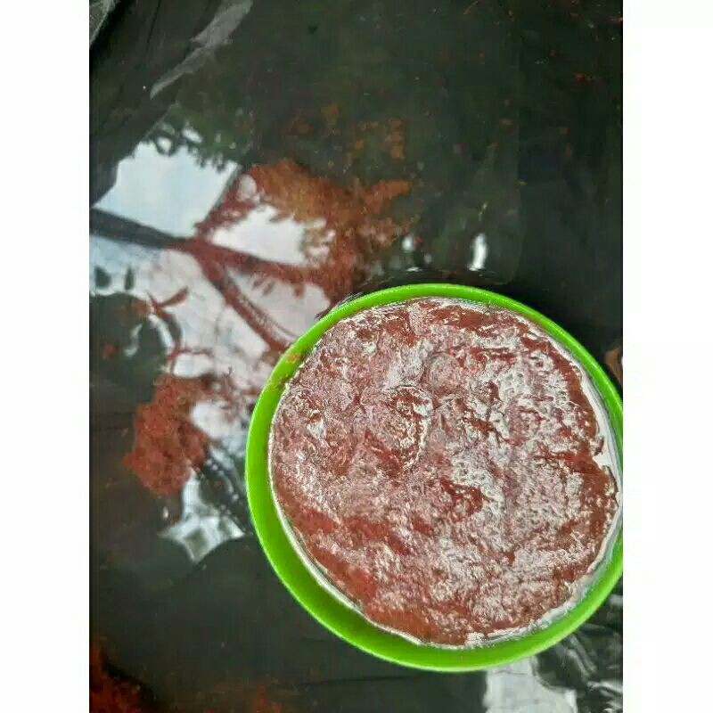 casut cacing sutra darah hidup segar fresh setiap hari stock baru