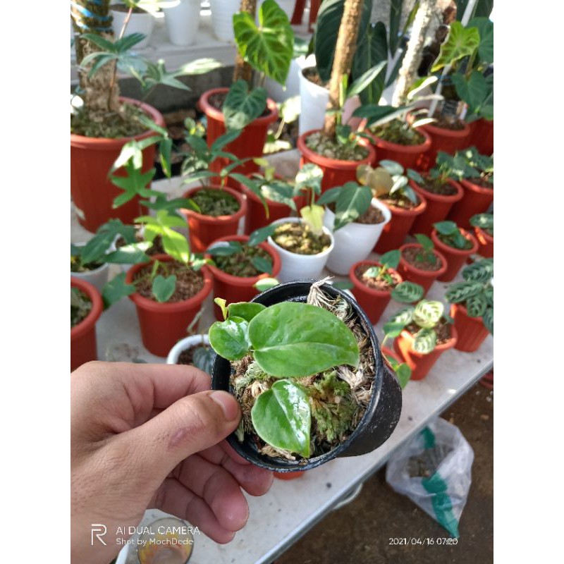 baby anthurium veitchii ori