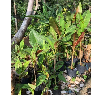 Tanaman pohon  buah pisang  variegata merah  red Shopee 