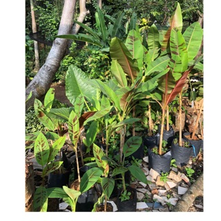 Tanaman pohon buah pisang variegata merah red Shopee Tanaman pohon buah pisang variegata merah red Shopee