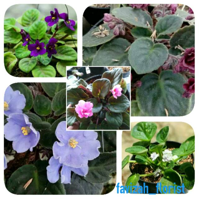 paket african violet