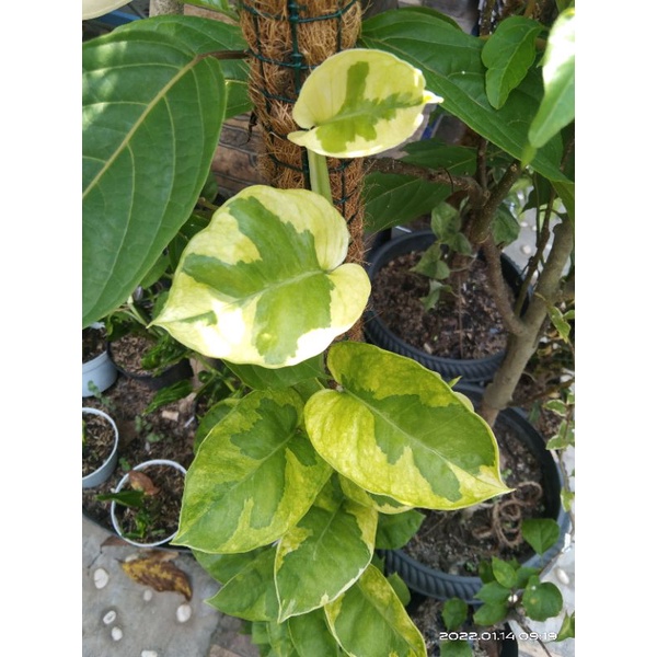 Njoy Yellow Varigata Kuning