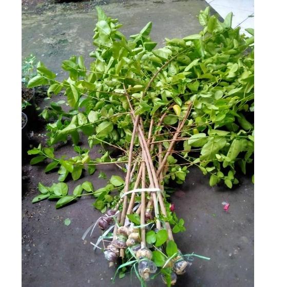 Murah Meriah Sancang cangkok