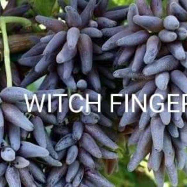 Bibit anggur import witch finger