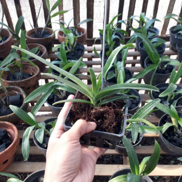 Anggrek vanda remaja