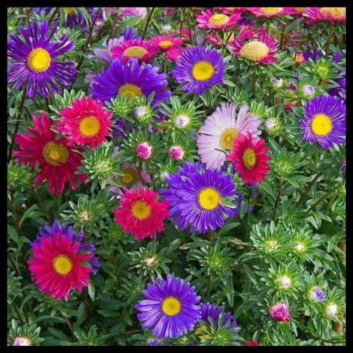 BIBIT BUNGA SINGLE MIX CHINA ASTER 30 Biji