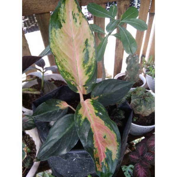 Aglonema Kochin Tembaga