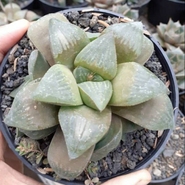 Haworthia coklat lokal