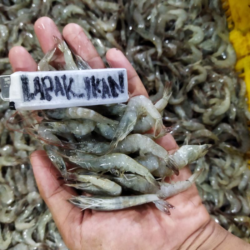 

Udang Segar Vaname Sayur 1Kg Udang SEGAR Harian Dan BERGARANSI