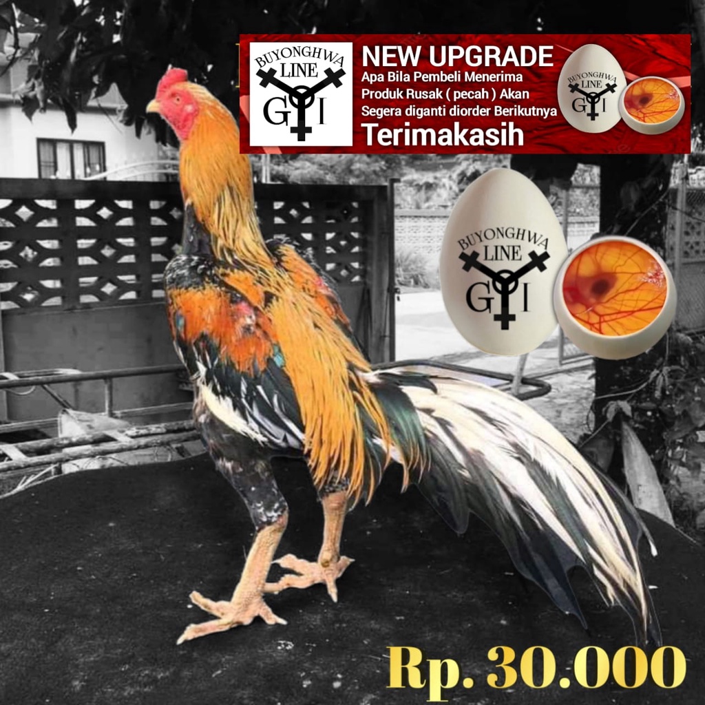 Ayam Ekor Lidi Ori telor fertil Tipe A14 wiring kuning laskar buyongwha