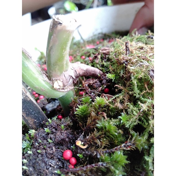 monstera varigata daun pancing