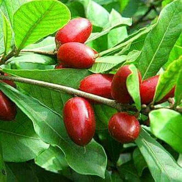 Bibit Miracle Fruit