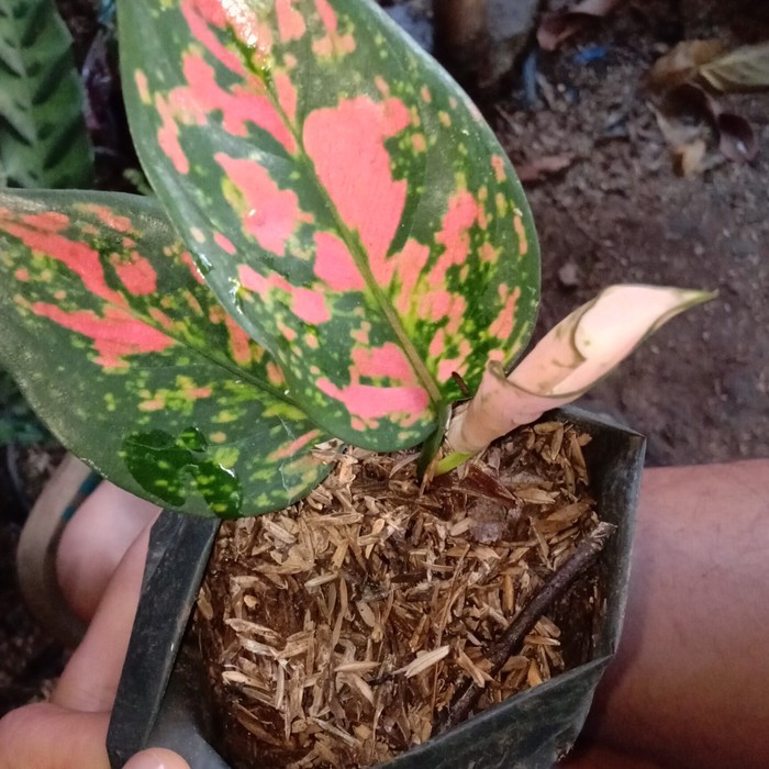 PAKET PARSLEY DAN SELEDRI JUMBO RIMBUN