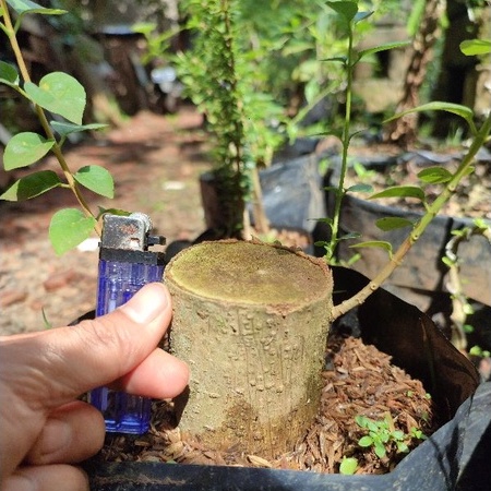 bahan bonsai sancang ori batang besar bogel bibit bonsai sancang sdh berakar