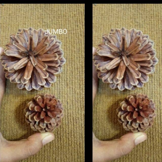 Bunga Pinus Kering Jumbo Mekar Pine Cones Rustic