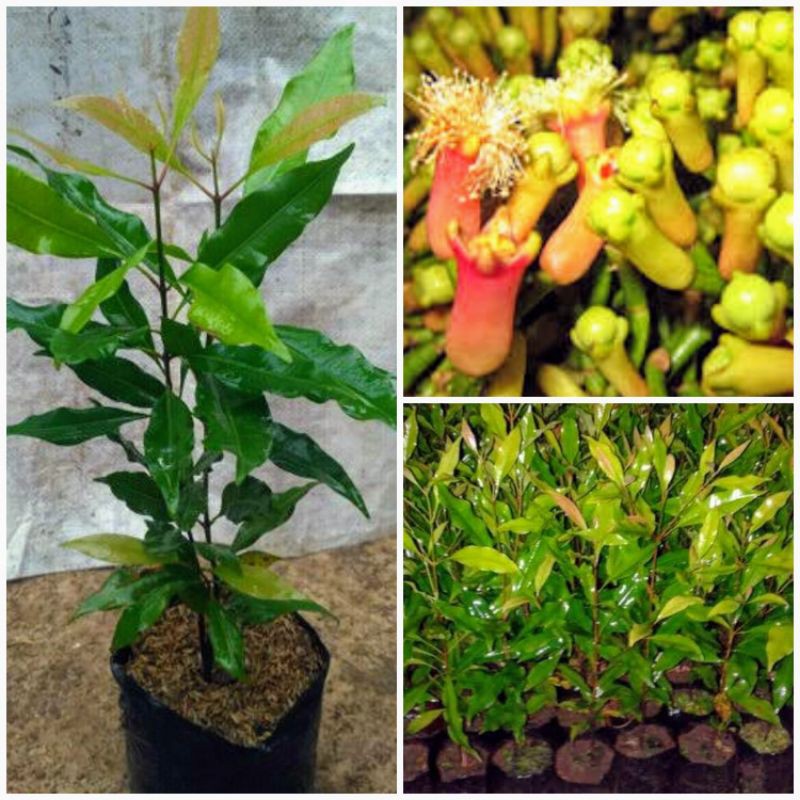 Bibit Cengkeh Zanzibar Super Unggul