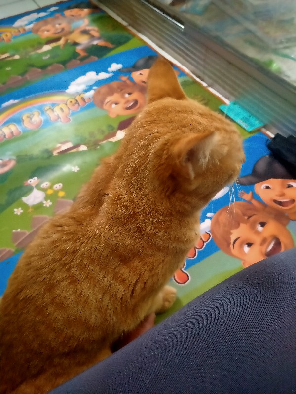 Tissue Gulung See - U/ Tissue Toilet 1 Pack Isi 10 Roll