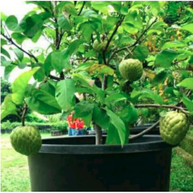 Tanaman Srikaya drum