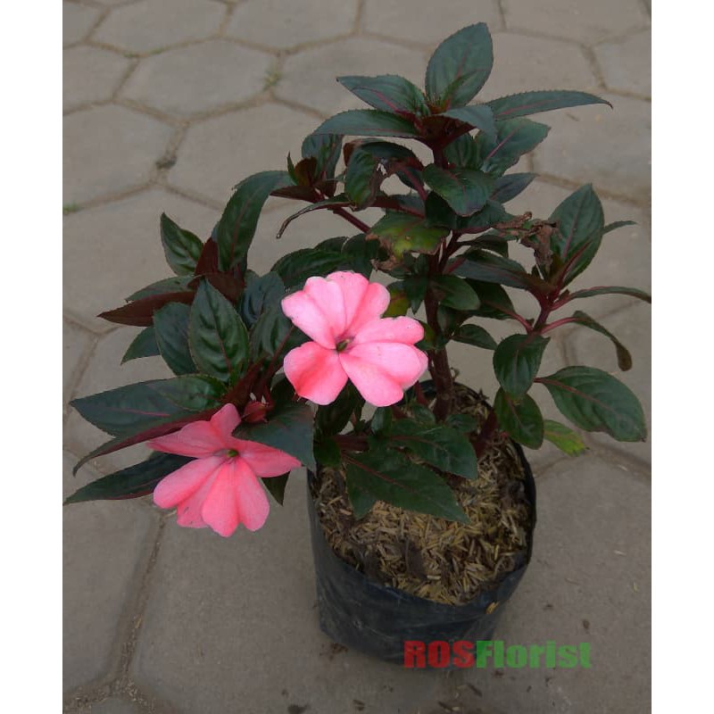 Tanaman Bunga Pacar Air Pink Salem
