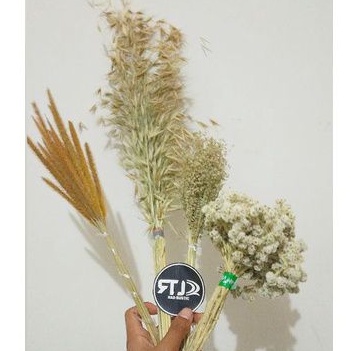 BUNGA EDELWEIS KERING ASLI/BUNGA KERING/BUNGA AVENA /BUNGA OSON/WILDERIY