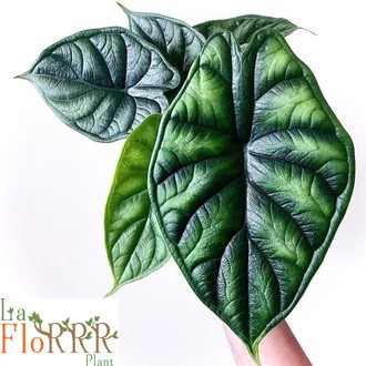 ALOKASIA ALOCASIA BAGINDA DRAGON SCALE DAUN 4