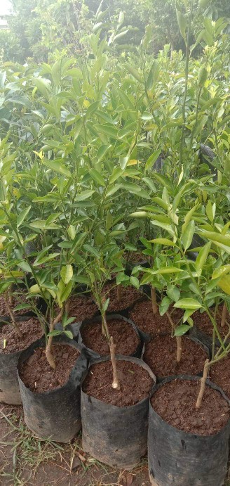 Paket 3 Bibit Mangga Kiojai Supermurah