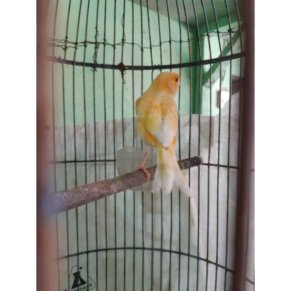 KENARI GACORAN LOKAL/LOPER