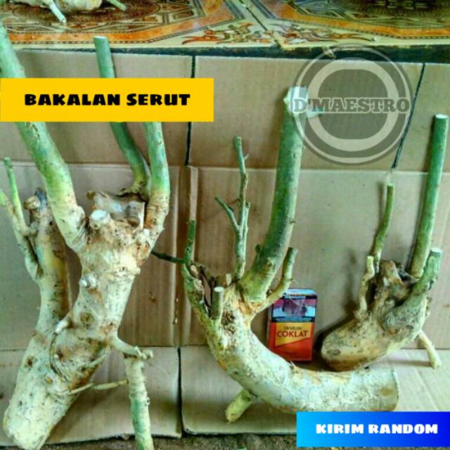 Bakalan bonsai serut